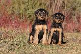 AIREDALE TERRIER 262